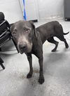 adoptable Dog in , WY named GRAY