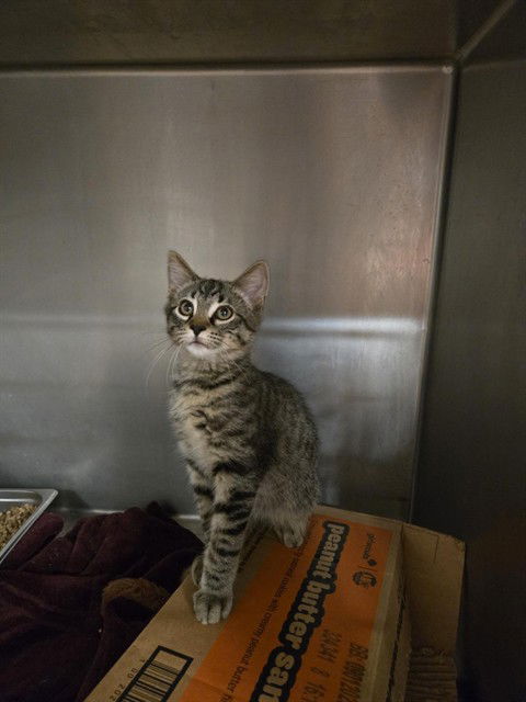 adoptable Cat in Casper, WY named SMOKEY