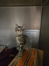 adoptable Cat in , WY named SMOKEY