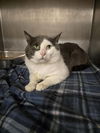 adoptable Cat in , WY named COOPER