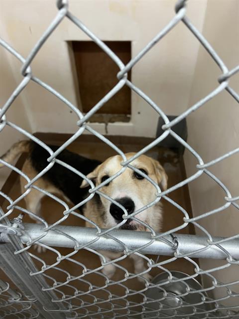 adoptable Dog in Casper, WY named PATTINGTON