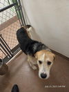 adoptable Dog in , WY named PATTINGTON