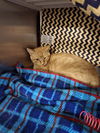 adoptable Cat in , WY named AMBER