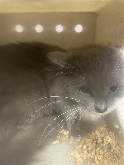 adoptable Cat in Casper, WY named SATIN