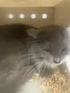 adoptable Cat in  named SATIN