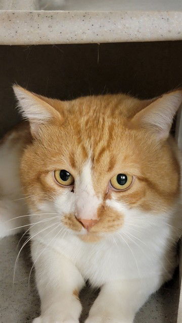 adoptable Cat in Casper, WY named SUNNY