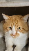 adoptable Cat in , WY named SUNNY