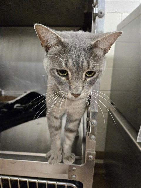 adoptable Cat in Casper, WY named VINCENT