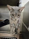 adoptable Cat in , WY named VINCENT