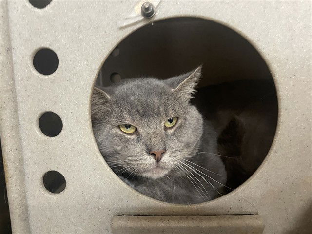 adoptable Cat in Casper, WY named RILEY