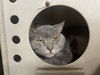 adoptable Cat in , WY named RILEY