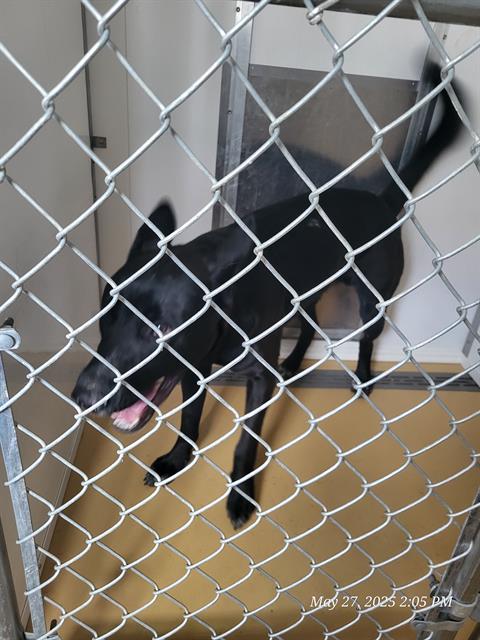 adoptable Dog in Casper, WY named MAX