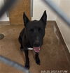 adoptable Dog in , WY named MAX