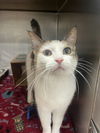 adoptable Cat in , WY named ANNALYNN