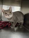 adoptable Cat in , WY named AVERY
