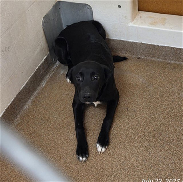 adoptable Dog in Casper, WY named LUKE