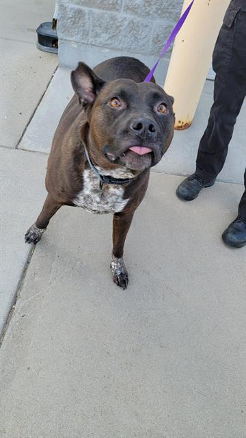 adoptable Dog in Casper, WY named GUNNER