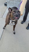 adoptable Dog in , WY named GUNNER