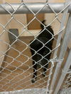 adoptable Dog in  named SPUD
