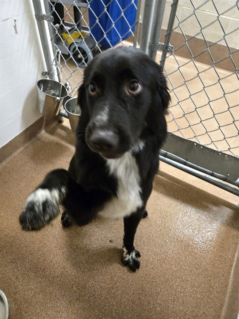 adoptable Dog in Casper, WY named SPUD