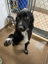 adoptable Dog in , WY named SPUD