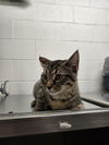 adoptable Cat in , WY named BABE