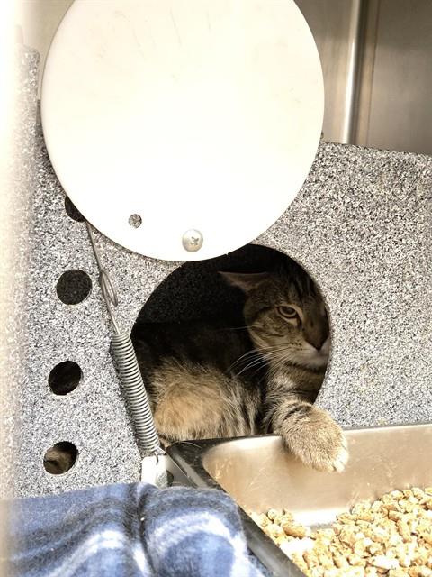 adoptable Cat in Casper, WY named PARKER