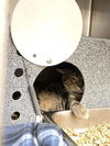 adoptable Cat in , WY named PARKER