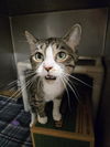 adoptable Cat in , WY named DAINA
