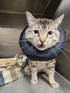 adoptable Cat in , WY named STETSON