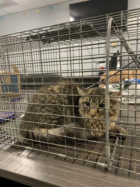 adoptable Cat in Casper, WY named ALEX