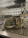 adoptable Cat in  named ALEX
