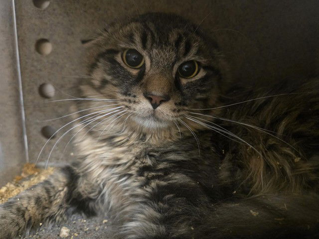 adoptable Cat in Casper, WY named ALEX