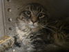 adoptable Cat in , WY named ALEX