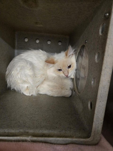 adoptable Cat in Casper, WY named WILLOW