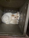 adoptable Cat in , WY named WILLOW