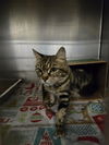adoptable Cat in , WY named LILY