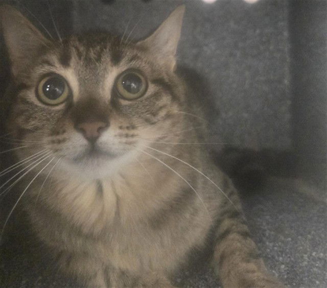 adoptable Cat in Casper, WY named JESSE