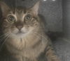 adoptable Cat in , WY named JESSE