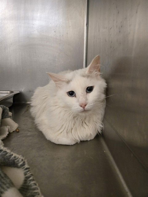 adoptable Cat in Casper, WY named MAX