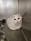 adoptable Cat in , WY named MAX