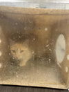 adoptable Cat in , WY named PEPPER