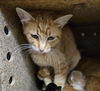 adoptable Cat in , WY named DAKOTA