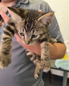 adoptable Cat in , WY named TIGER