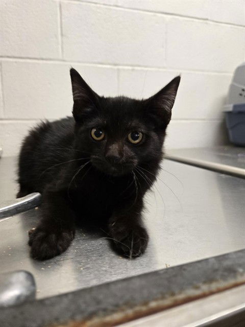 adoptable Cat in Casper, WY named MIDNIGHT