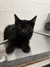 adoptable Cat in , WY named MIDNIGHT
