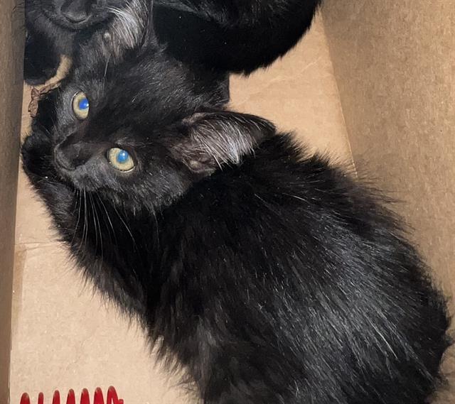 adoptable Cat in Casper, WY named SHADOW