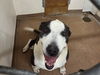 adoptable Dog in  named ZO