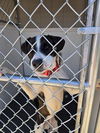 adoptable Dog in  named DALE