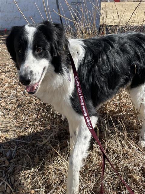 adoptable Dog in Casper, WY named FRANK